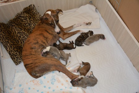 *22.3.2015 - máme štěňátka! We have puppies! 